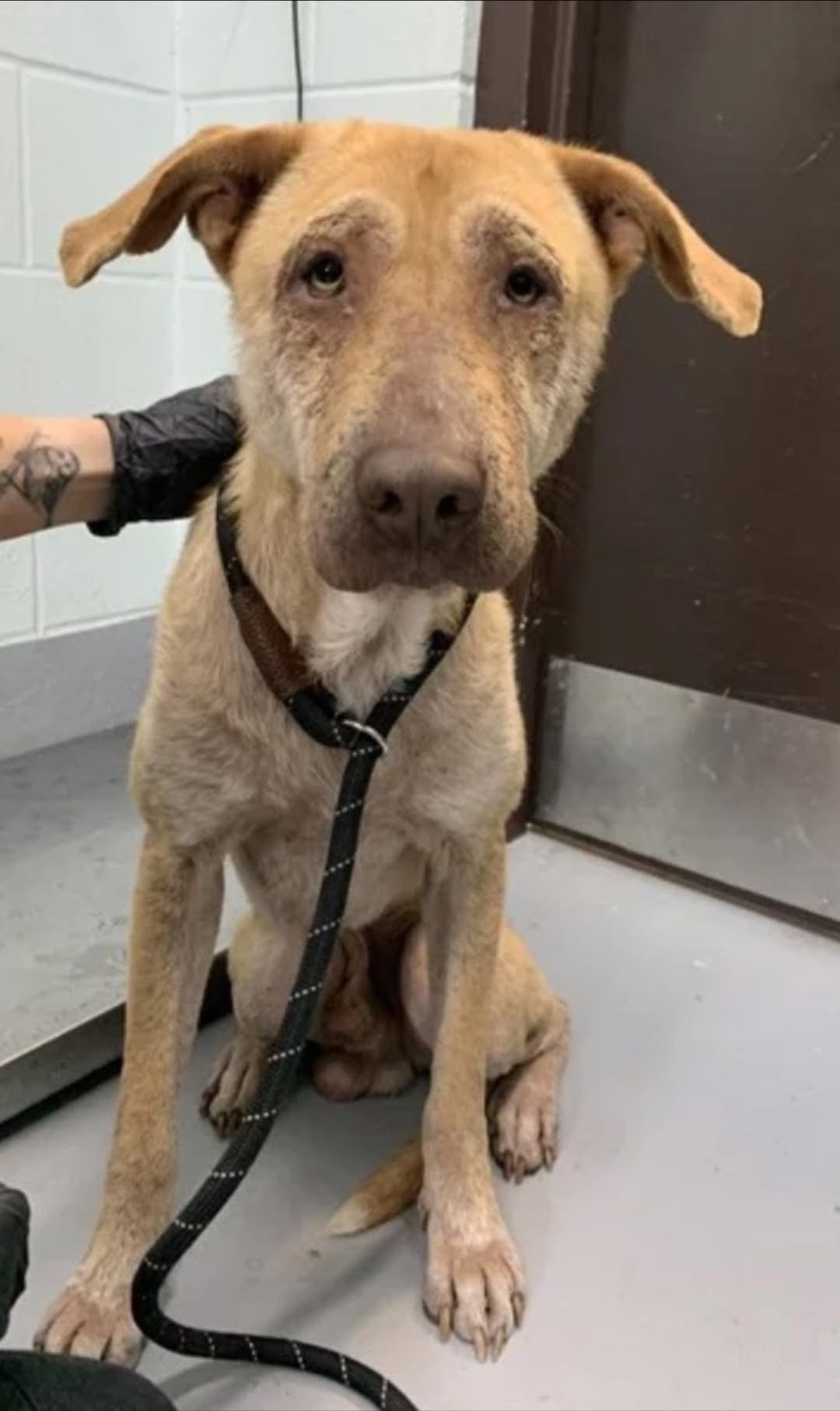 Blue sitting in Texas before he was neutered