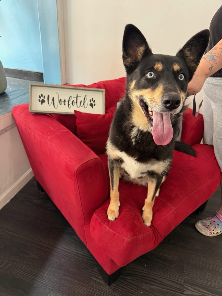 Cora on a red chair