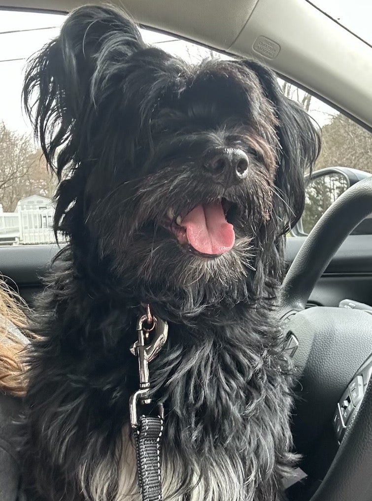 Black shaggy dog smiling in a car