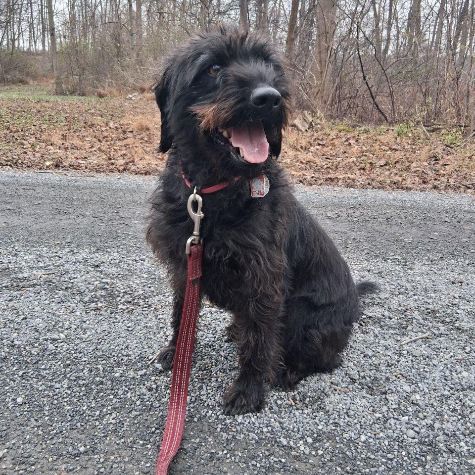 Black shaggy dog sitting outdoors on a leash