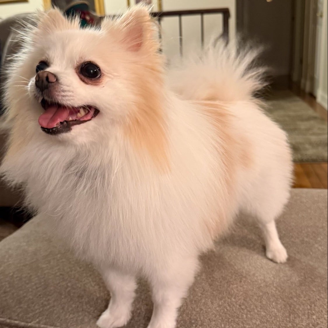 Small white fluffy dog standing indoors