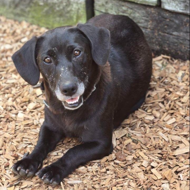 Black dog relaxing on wood chips