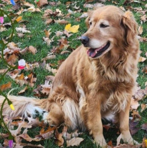 Golden dog sitting among autumn leaves