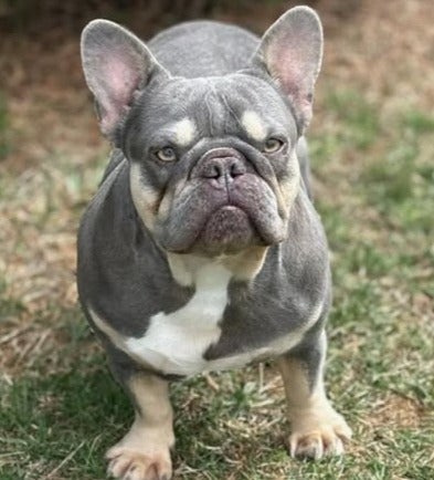 Gray French bulldog standing outdoors