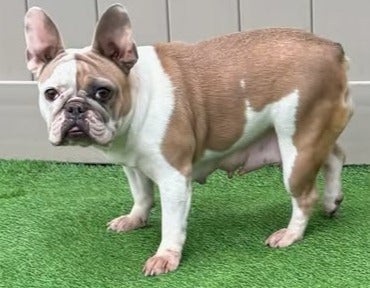 Brown and white French bulldog standing on grass