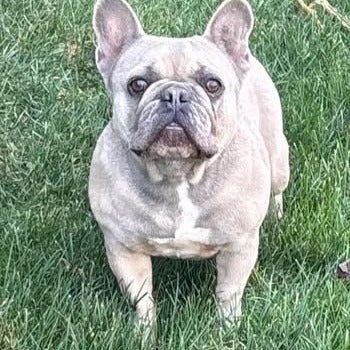 Light gray French bulldog standing on grass