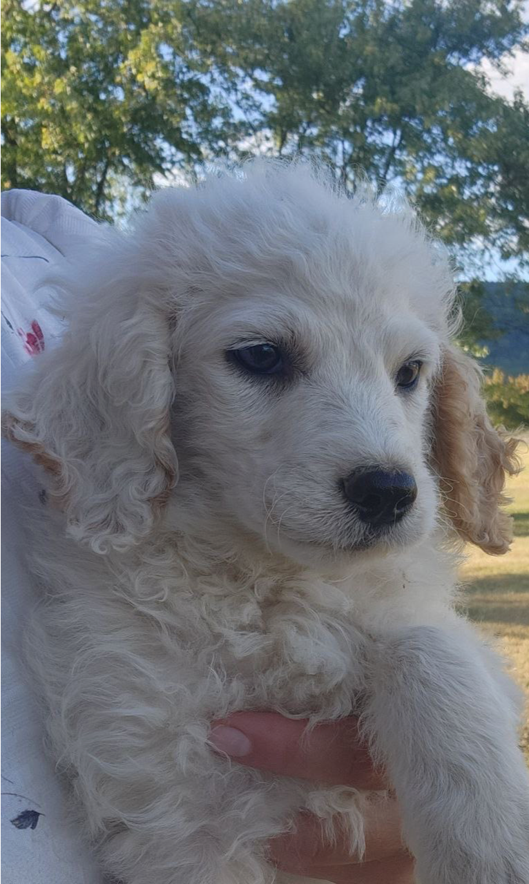 Small white puppy resting on a blanket