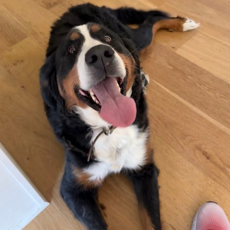 Black and white dog lying on a wood floor