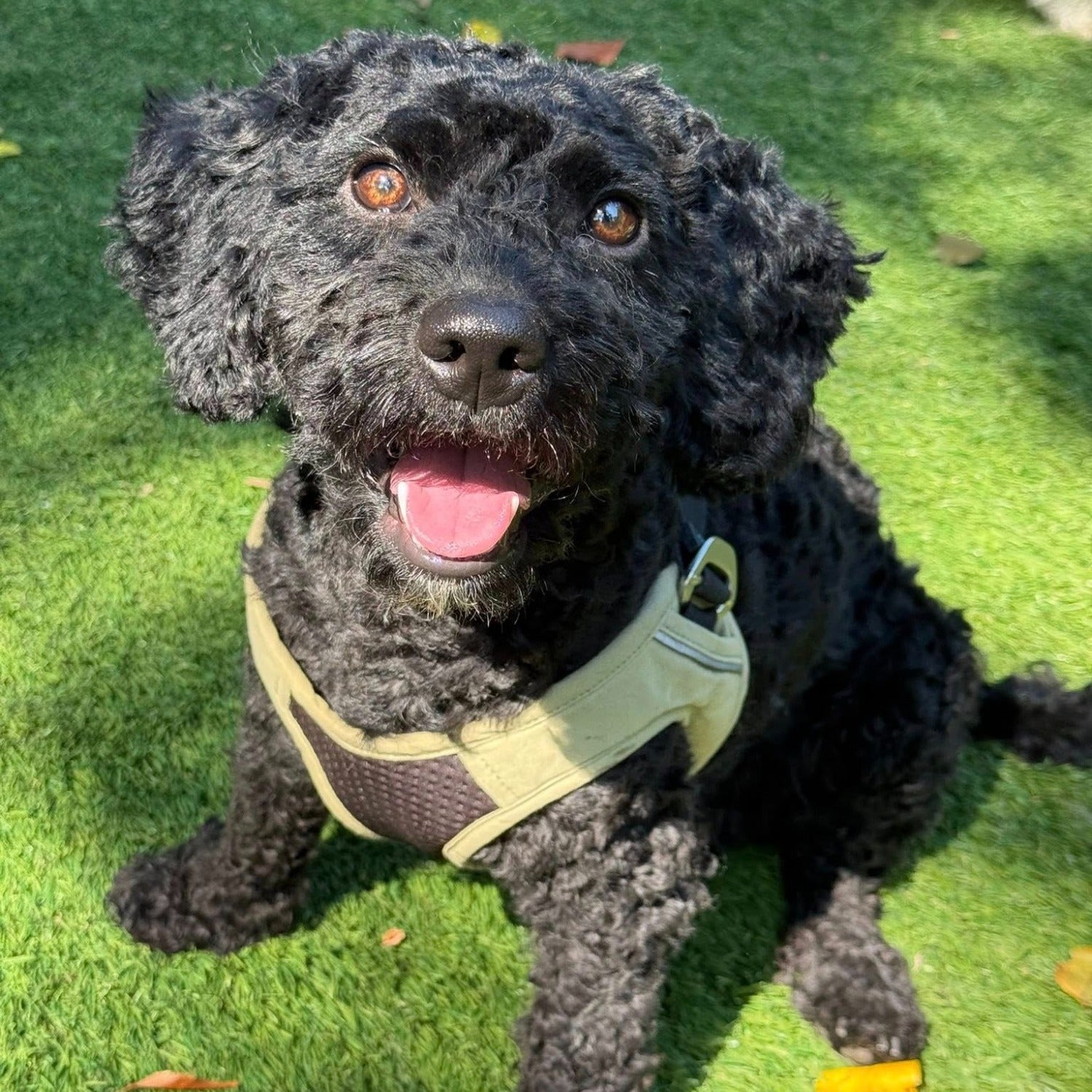 Black curly-coated dog sitting on grass