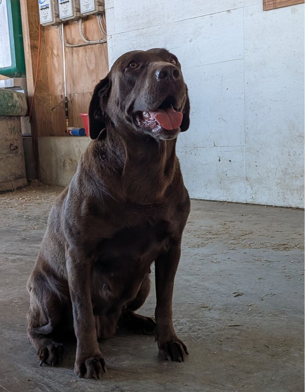 Chocolate brown dog sitting indoors