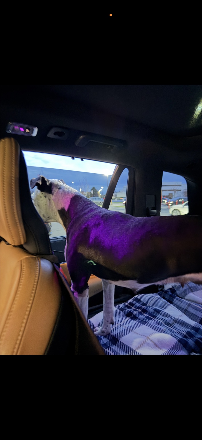 Periwinkle standing in a vehicle after arriving in Maryland