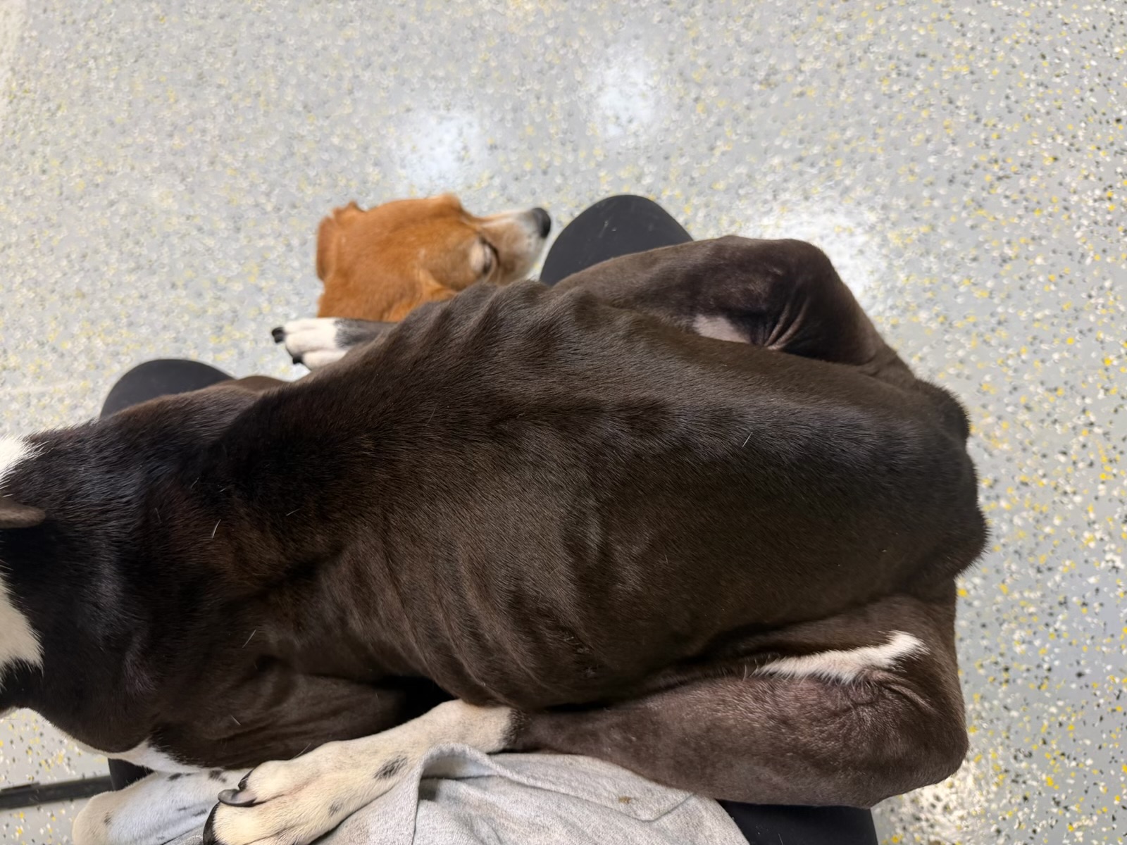 Periwinkle relaxing on a person's lap