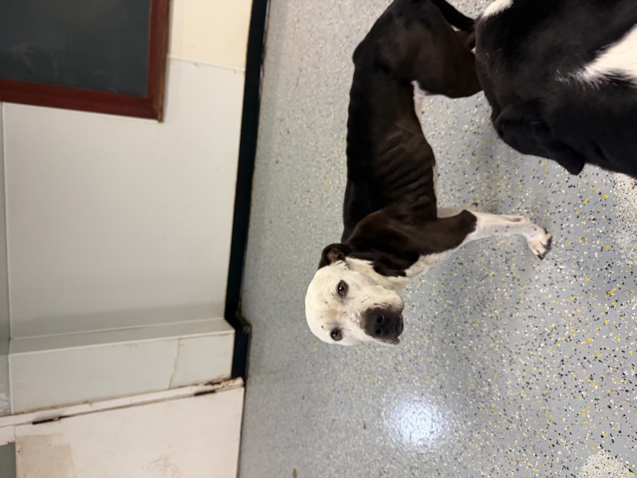 Periwinkle, a black and white dog, standing indoors and looking toward the camera