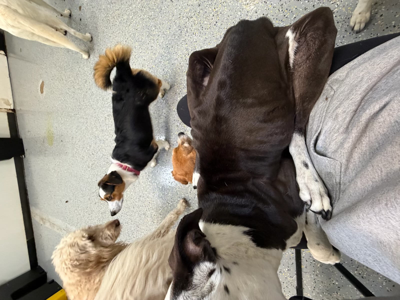 Periwinkle resting across a person's lap while other dogs gather nearby