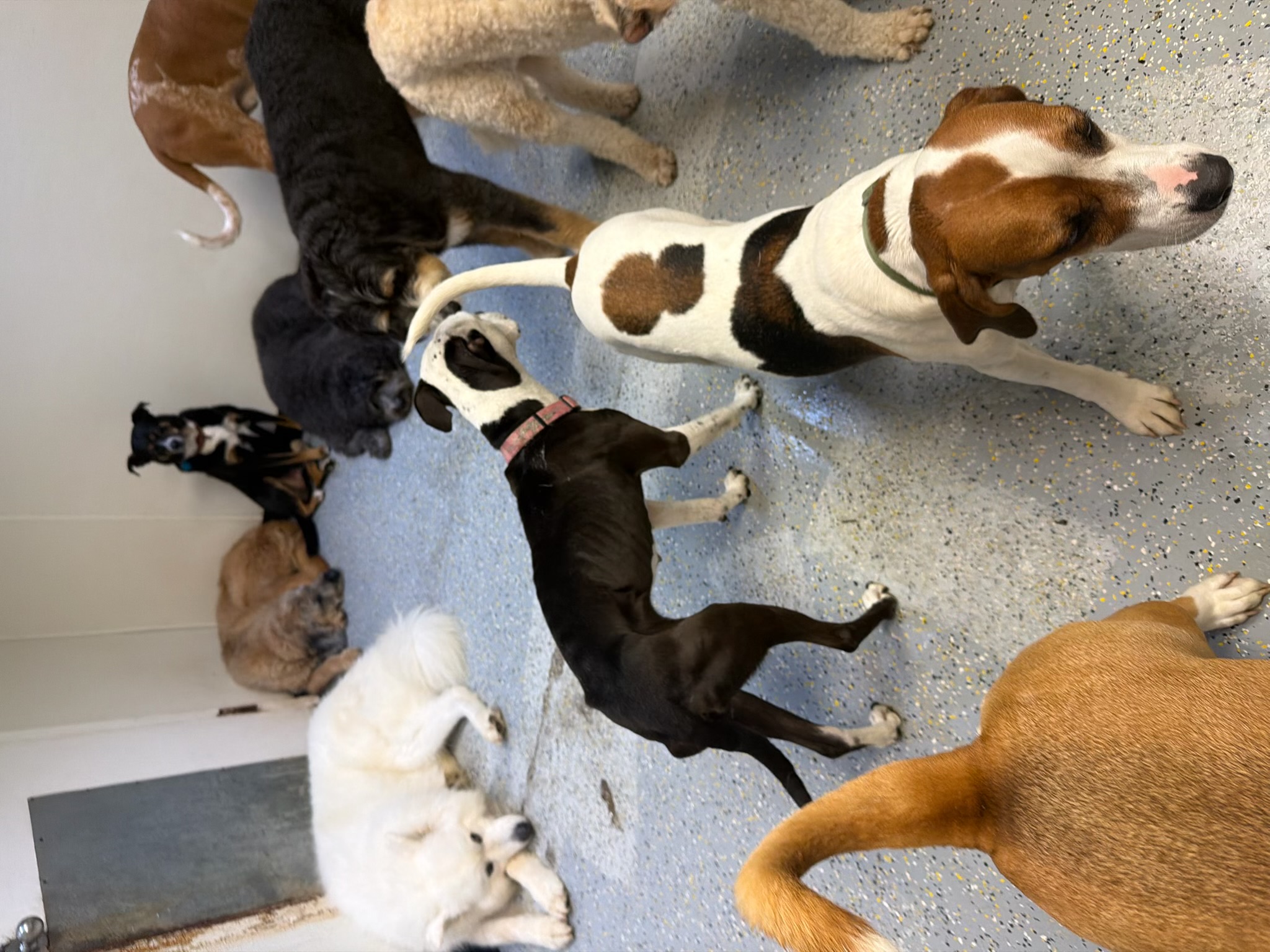 Periwinkle, a black and white pit bull, standing with other dogs